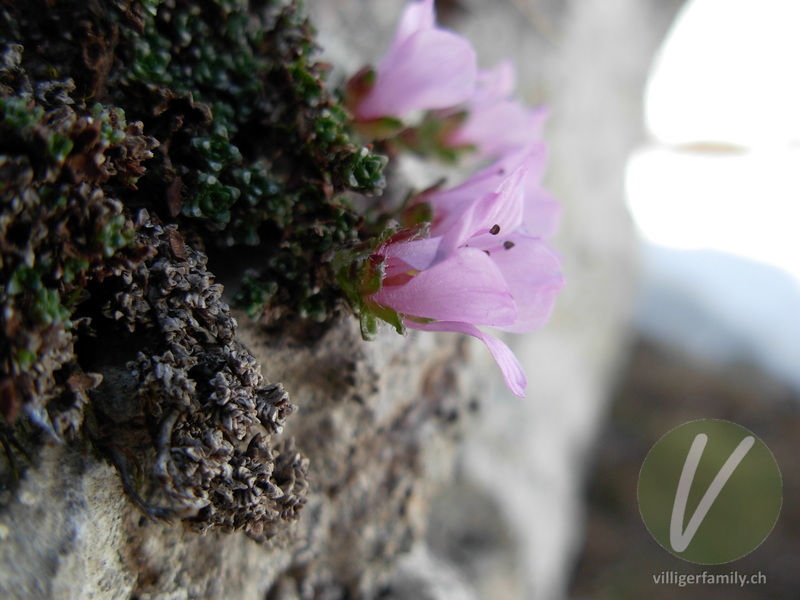 Gegenblättriger Steinbrech: Blüten