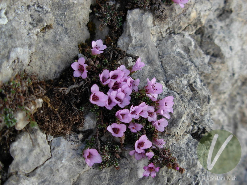 Gegenblättriger Steinbrech: Blüten