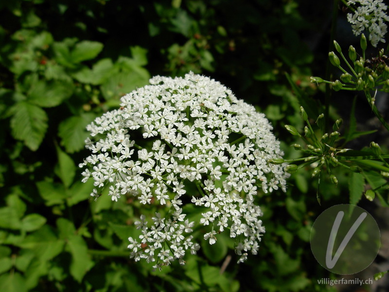 Geissfuss: Blüten