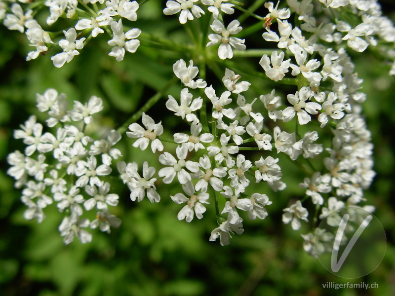 Geissfuss: Blüten