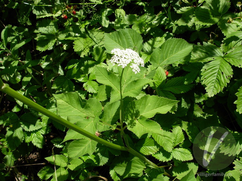 Geissfuss: Blüten