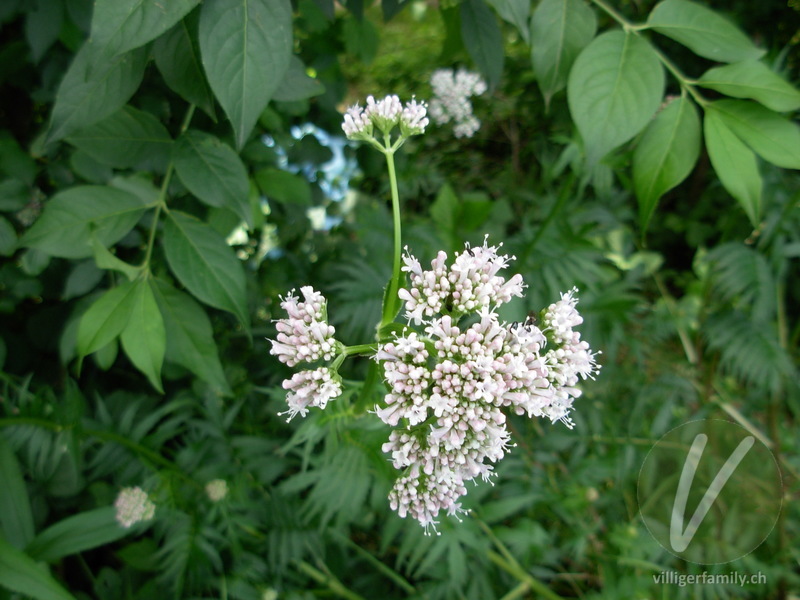 Gewöhnlicher Arznei-Baldrian: Blüten