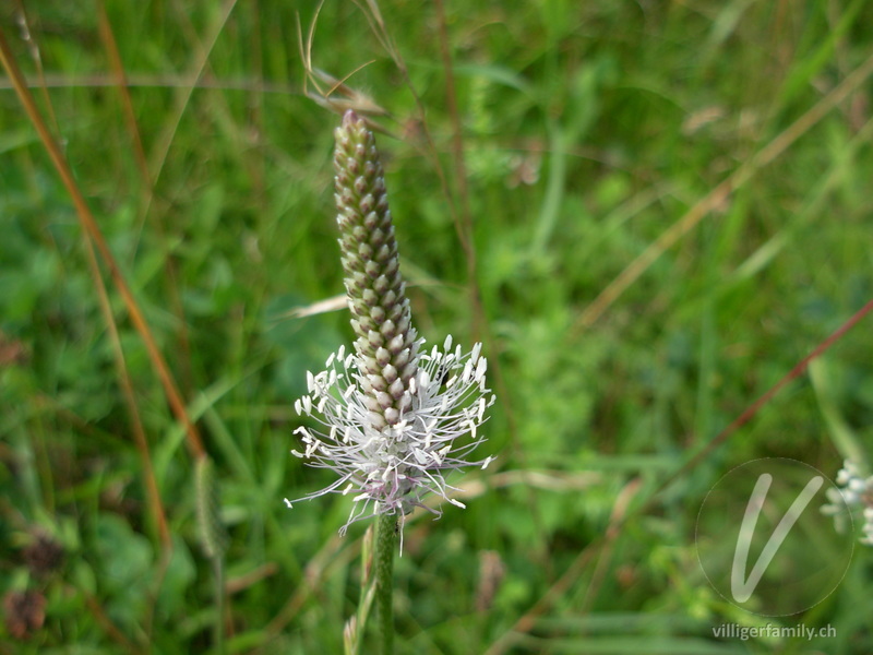 Mittlerer Wegerich: Blüten