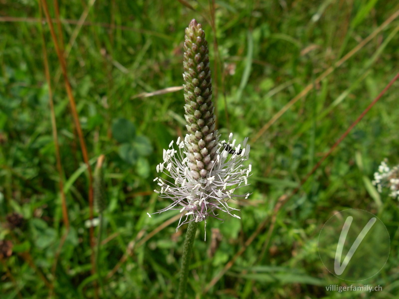 Mittlerer Wegerich: Blüten