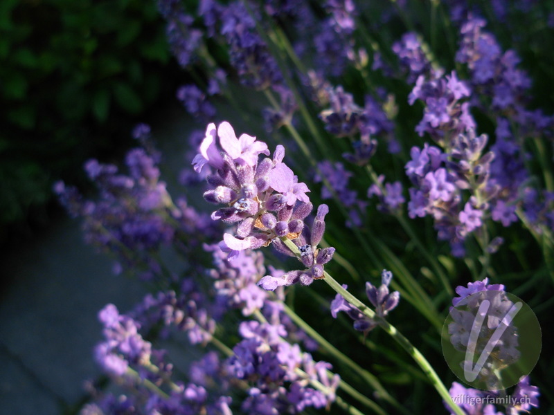 Echter Lavendel: Blüten