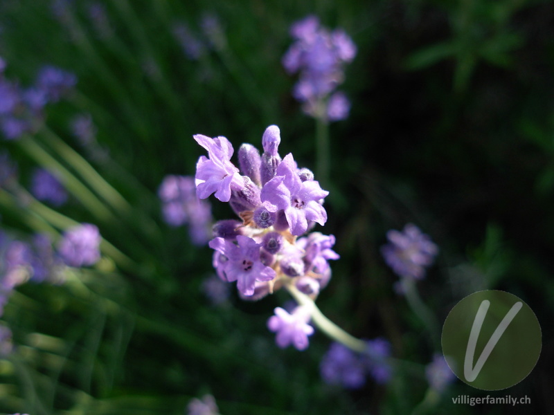 Echter Lavendel: Blüten