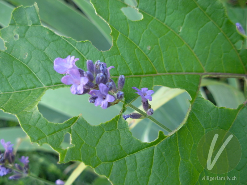 Echter Lavendel: Blüten