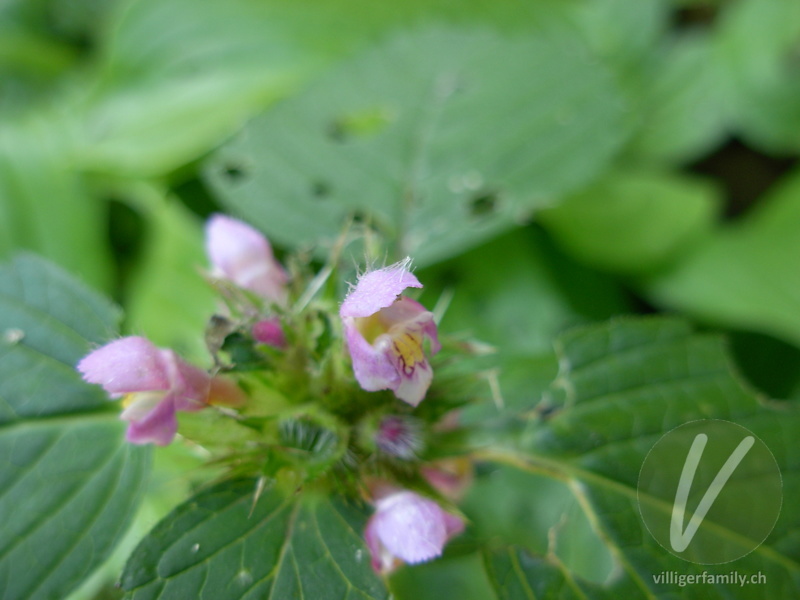 Stechender Hohlzahn: Blüten