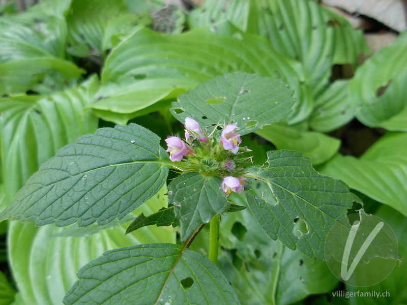 Stechender Hohlzahn: Blüten