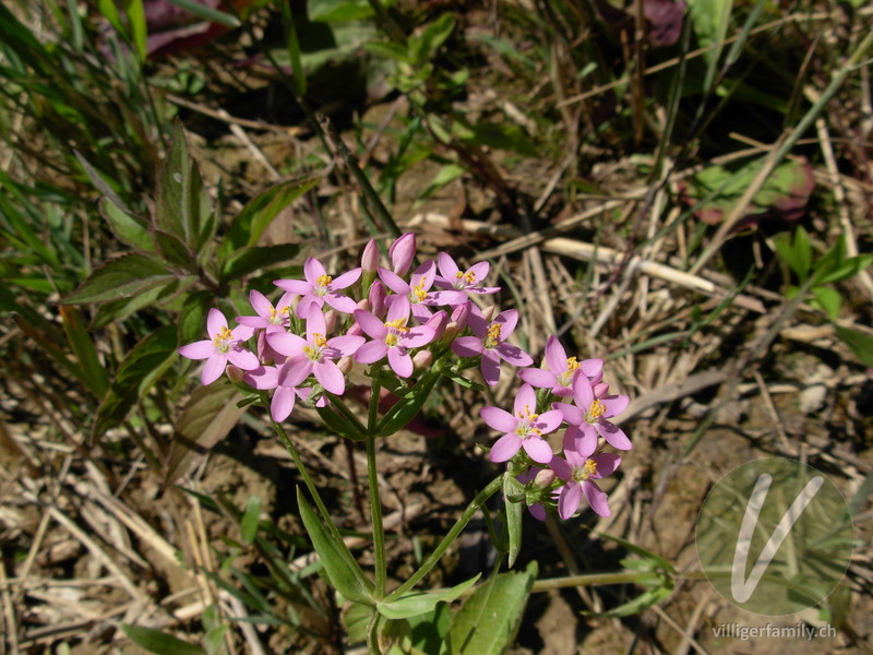 Echtes Tausendgüldenkraut: Blüten