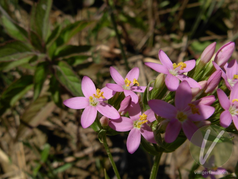 Echtes Tausendgüldenkraut: Blüten