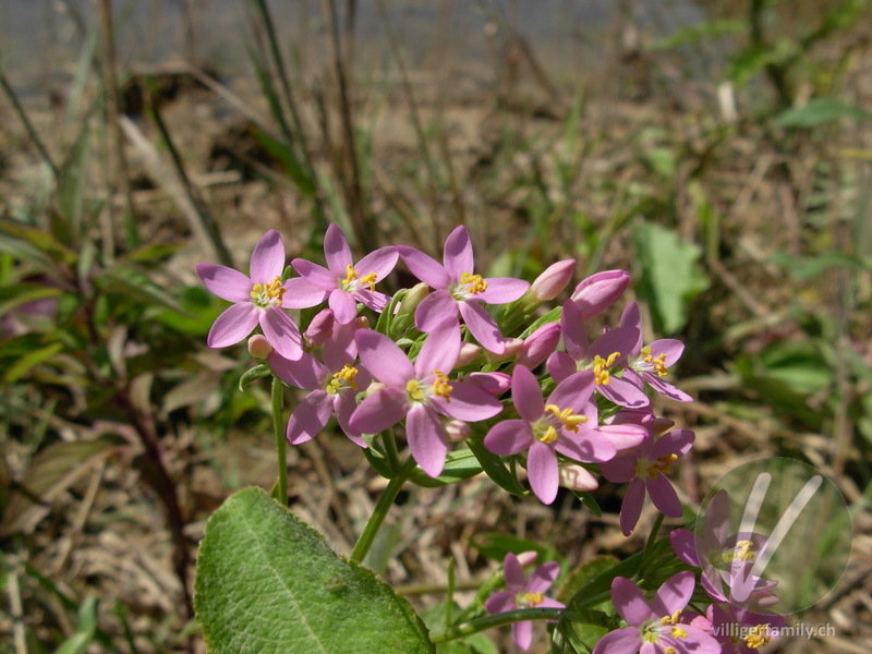 Echtes Tausendgüldenkraut: Blüten