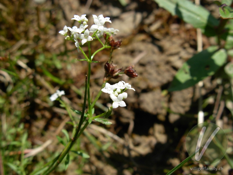 Sumpf-Labkraut: Blüten