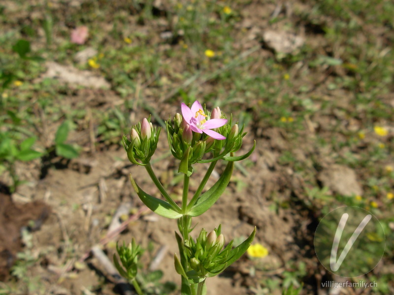 Echtes Tausendgüldenkraut: Blüten