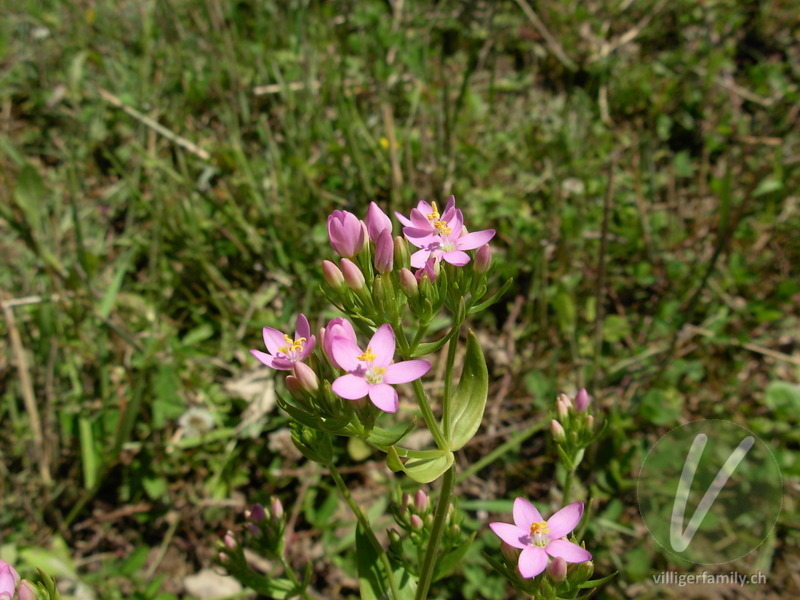 Echtes Tausendgüldenkraut: Blüten