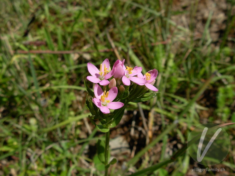 Echtes Tausendgüldenkraut: Blüten