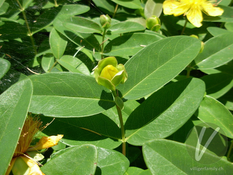 Grossblütiges Johanniskraut: Blüten, Blätter