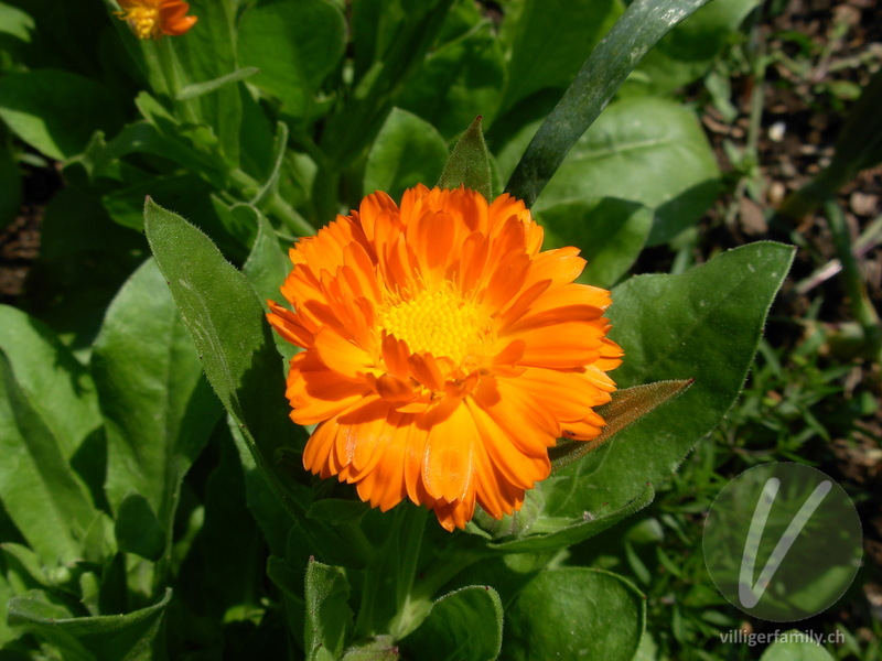 Garten-Ringelblume: Blüten