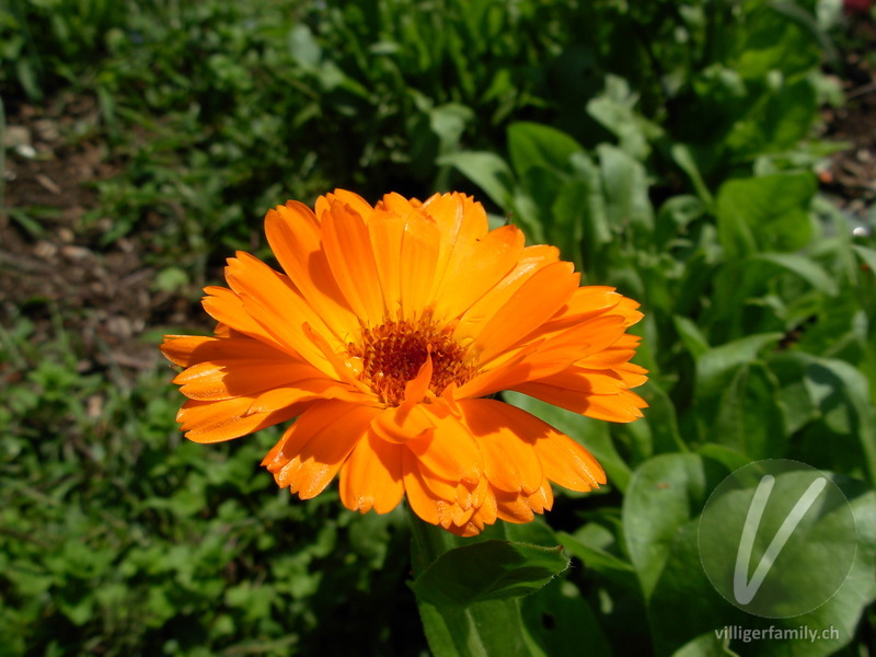 Garten-Ringelblume: Blüten