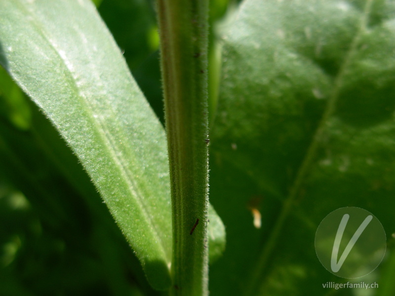 Garten-Ringelblume: Stengel