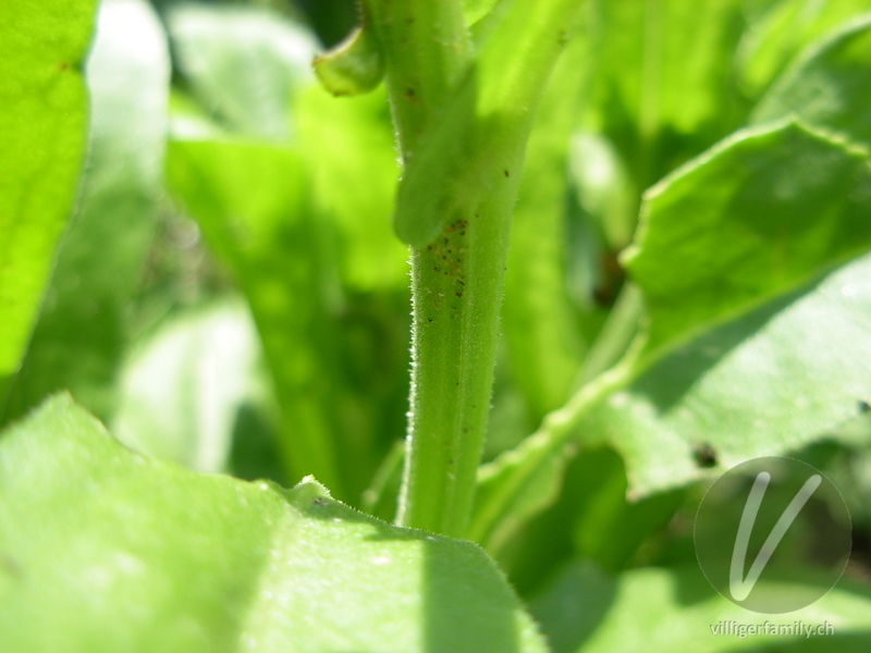 Garten-Ringelblume: Stengel