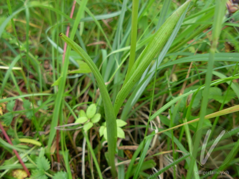 Spitzorchis: Blätter, Stengel