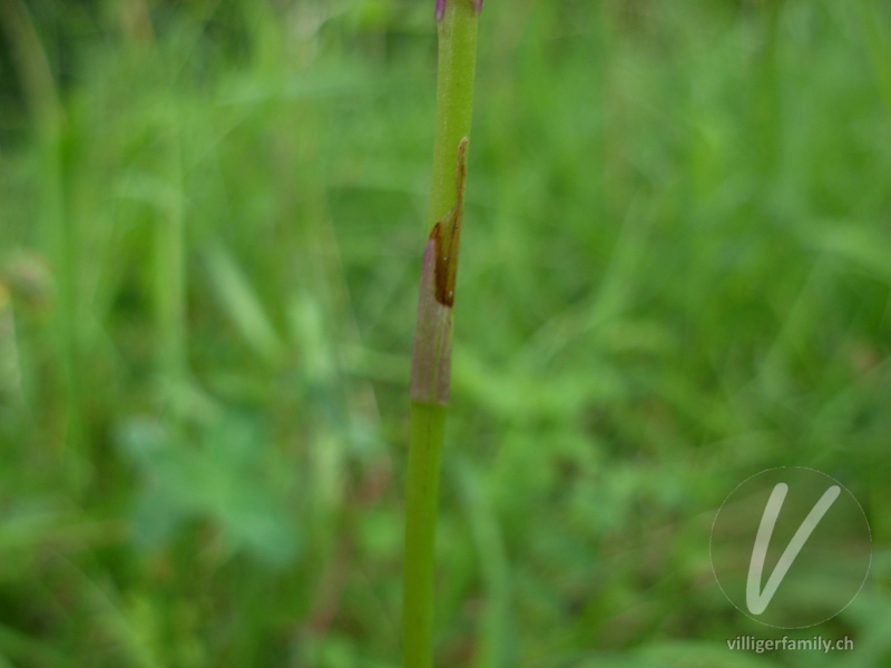 Spitzorchis: Blätter, Stengel