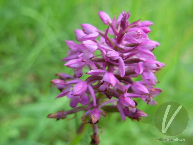 Spitzorchis: Blüten