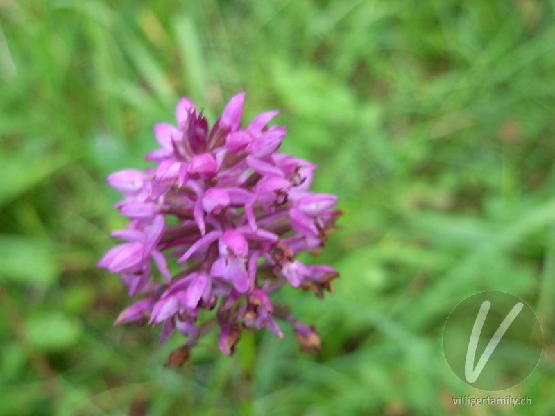 Spitzorchis: Blüten