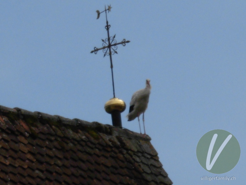 Weissstorch: 