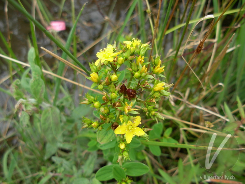 Vierflügeliges Johanniskraut: Blüten, Gesamtbild