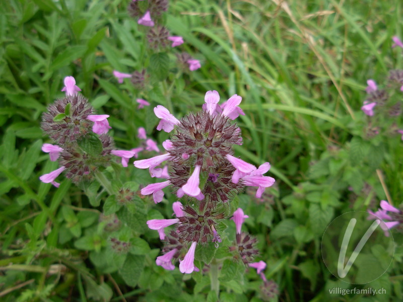 Wirbeldost: Blüten