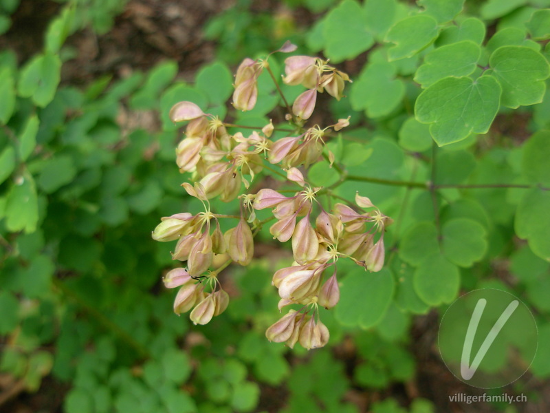 Akeleiblättrige Wiesenraute: Blüten, Früchte