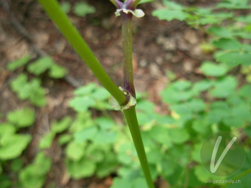 Akeleiblättrige Wiesenraute: Stengel