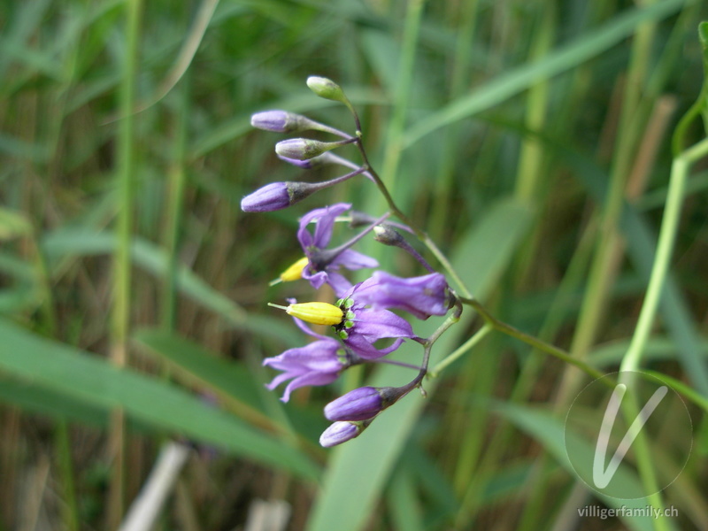 Bittersüsser Nachtschatten: Blüten