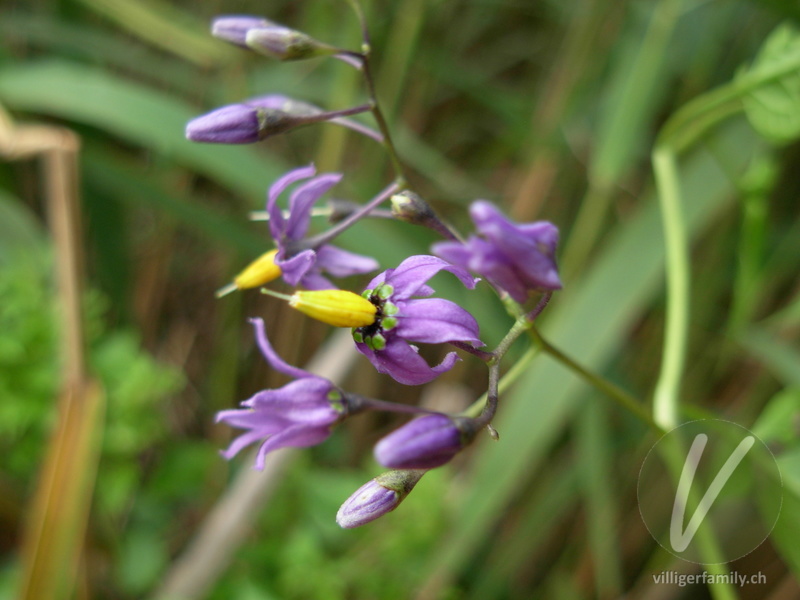 Bittersüsser Nachtschatten: Blüten