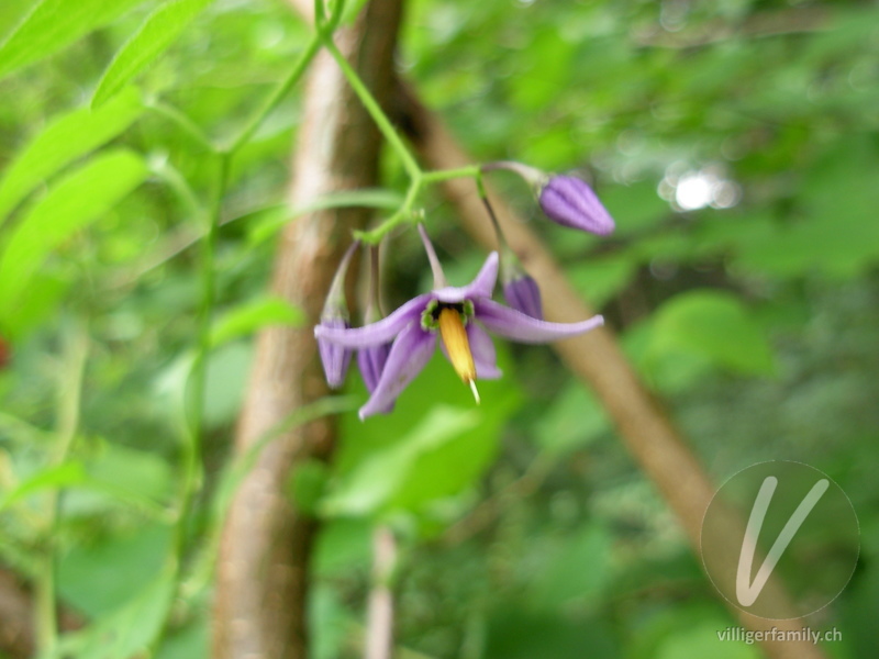 Bittersüsser Nachtschatten: Blüten