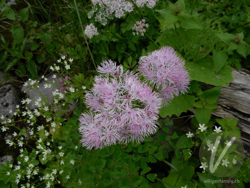 Akeleiblättrige Wiesenraute: Blüten