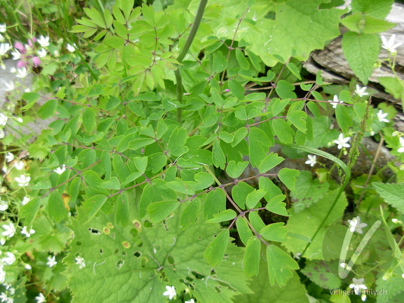 Akeleiblättrige Wiesenraute: Blätter