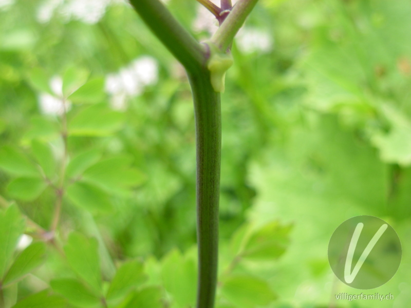 Akeleiblättrige Wiesenraute: Stengel