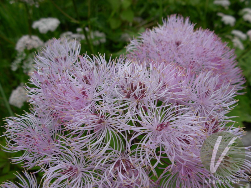 Akeleiblättrige Wiesenraute: Blüten