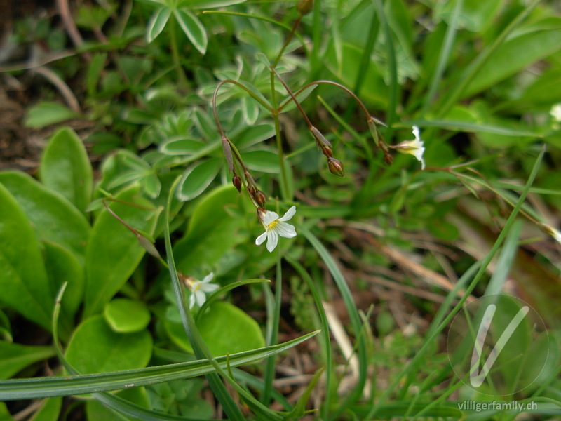 Purgier-Lein: Gesamtbild, Blüten