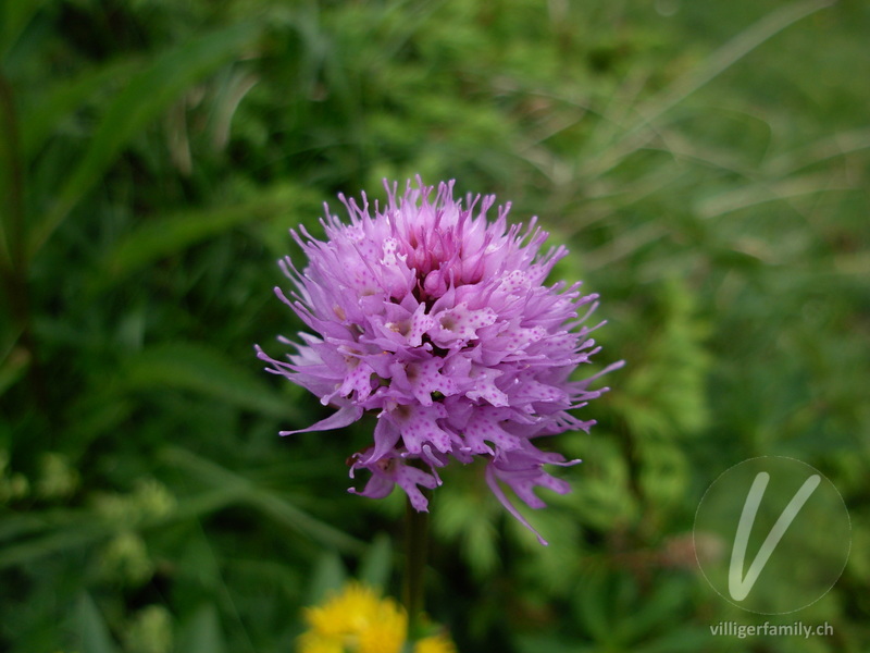 Kugelorchis: Blüten