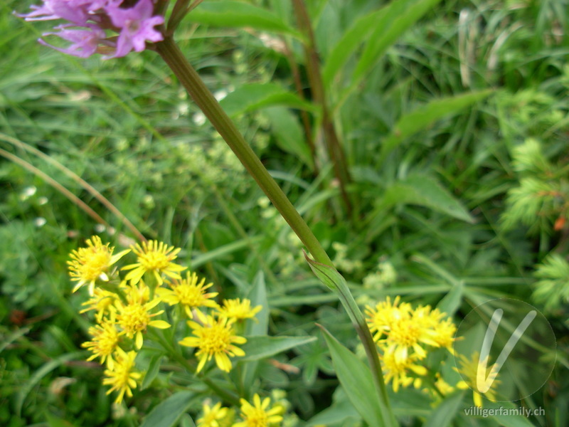 Kugelorchis: Blätter, Stengel