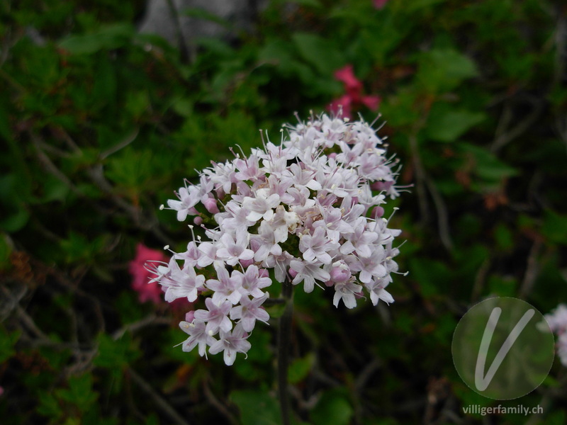 Berg-Baldrian: Blüten