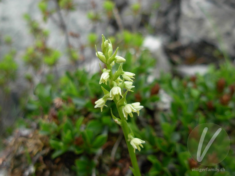 Weisszunge: Blüten