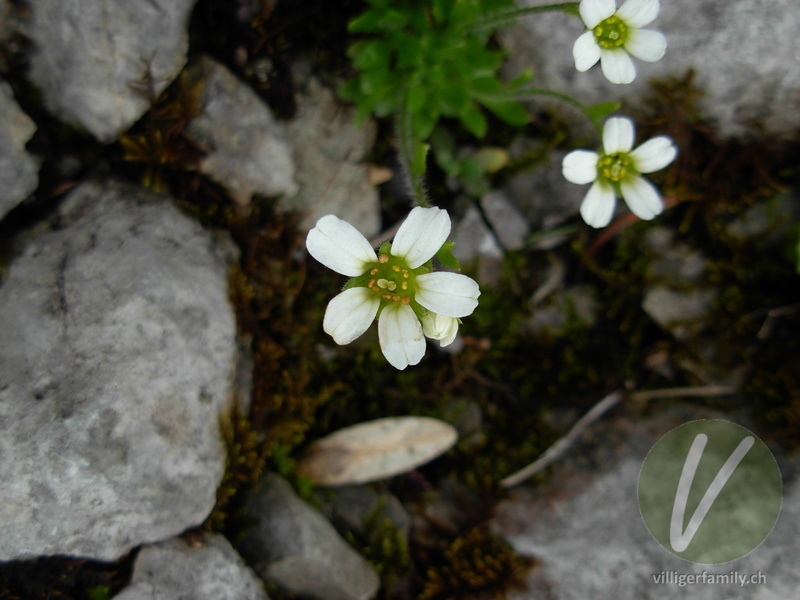 Mannsschild-Steinbrech: Blüten