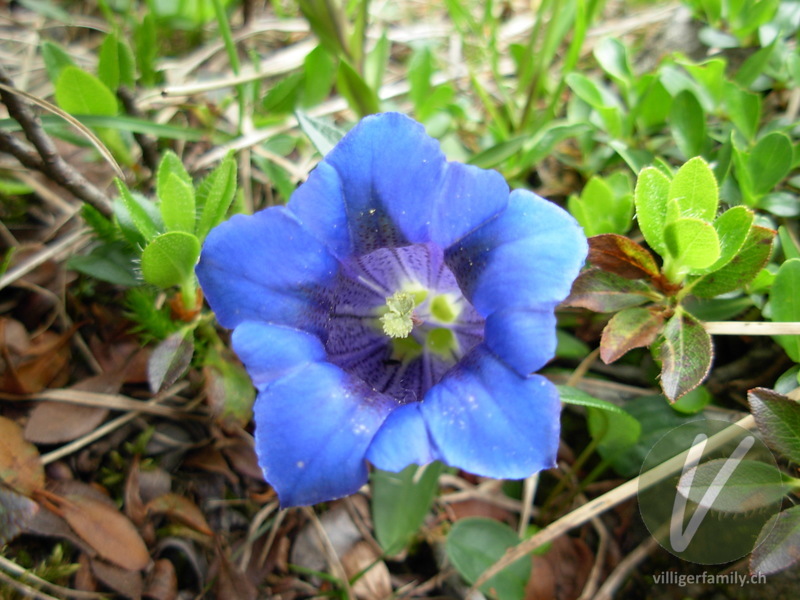 Kalk-Glocken-Enzian: Blüten