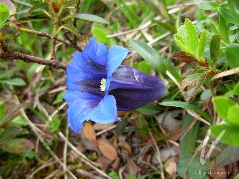 Kalk-Glocken-Enzian: Blüten