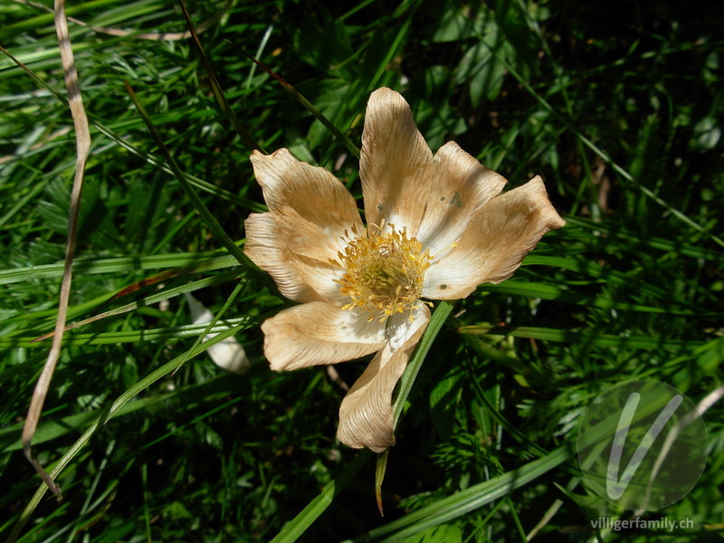 Weisse Alpen-Anemone: Blüten